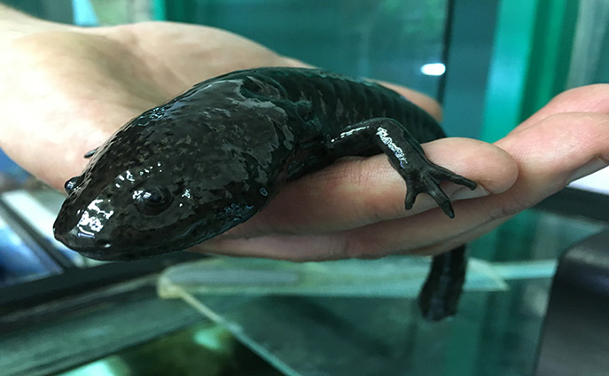 Axolotl