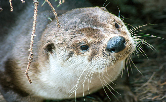 River Otter