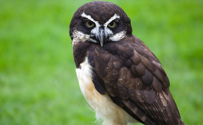 spectacled owl