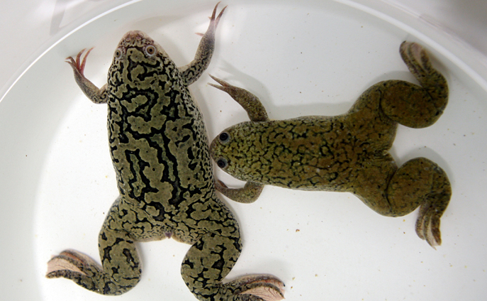 African clawed frog