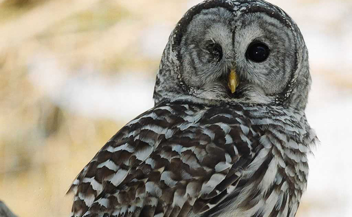 barred owl