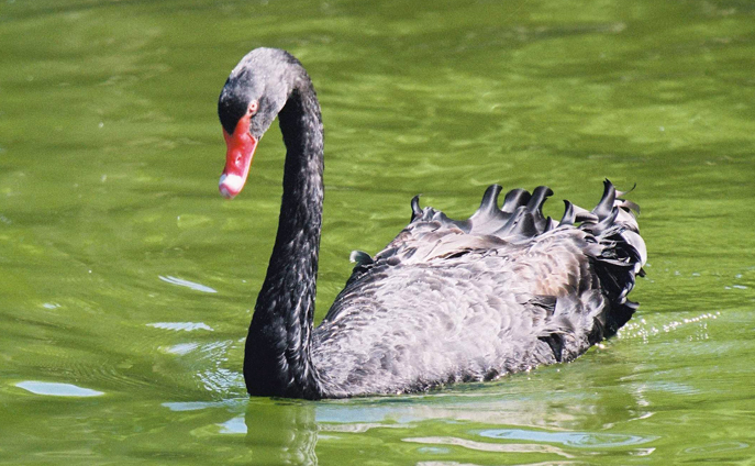 black swan