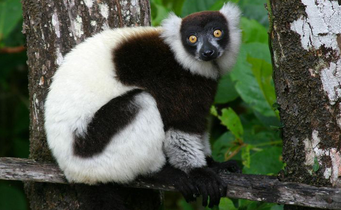 black and white ruffed lemur
