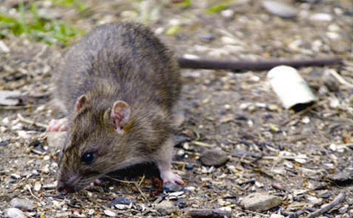 brown rat