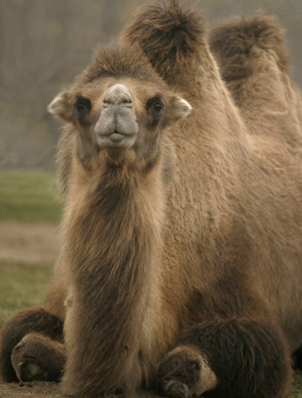 Bactrian camel