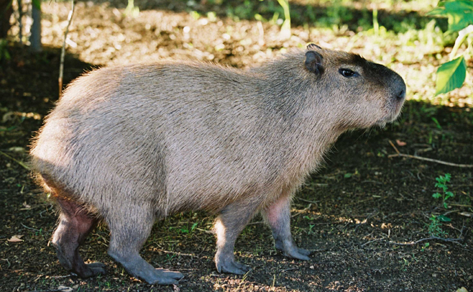 capybara