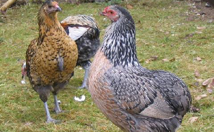 Araucana chicken