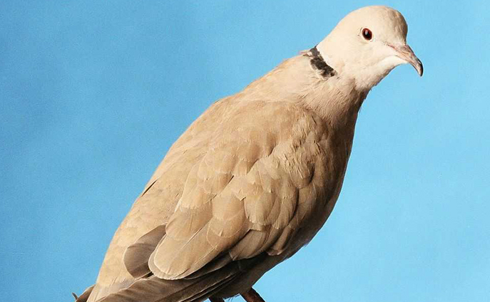 ring-necked dove