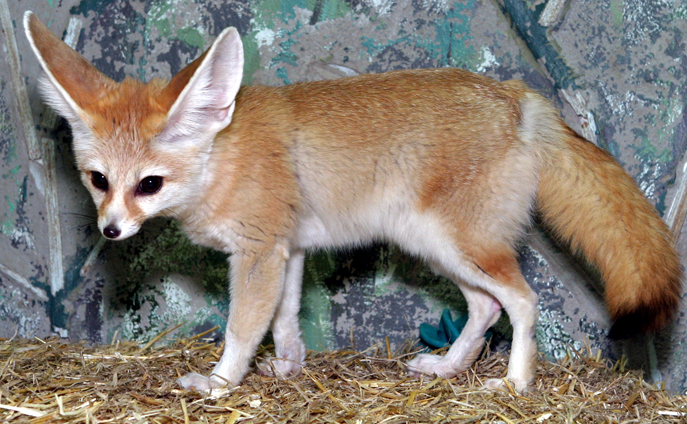 fennec fox