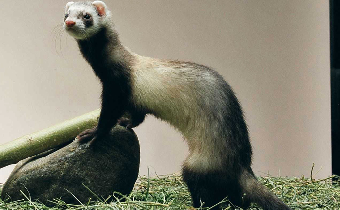 ferret