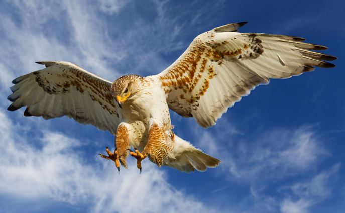 ferruginous hawk