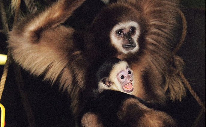 white-handed gibbon