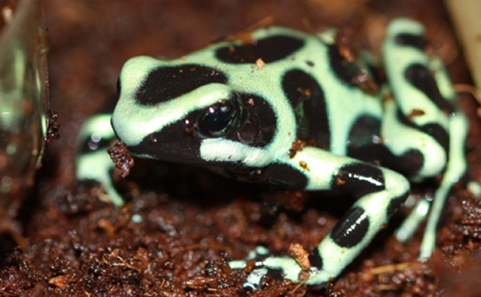 green and black dart frog