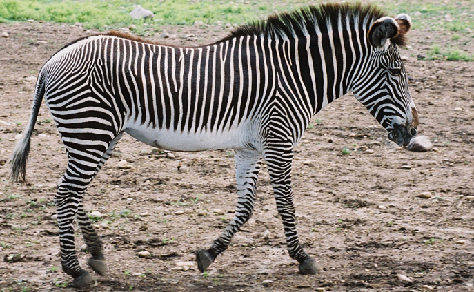 Grevy's zebra