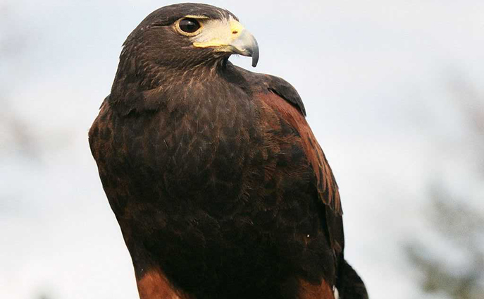 harris' hawk