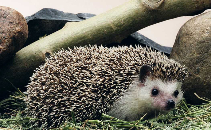 African pygmy hedgehog