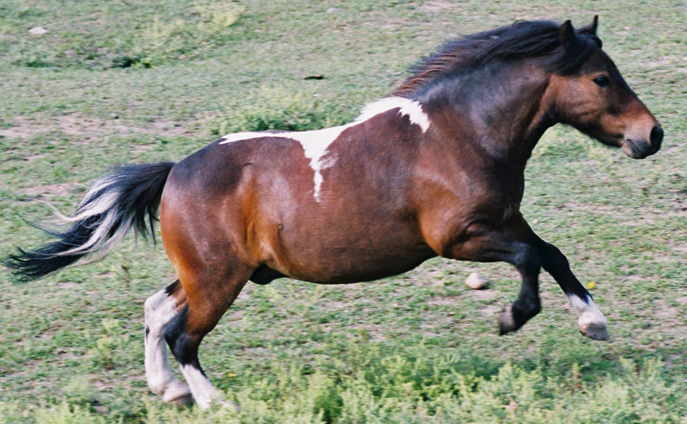 horse