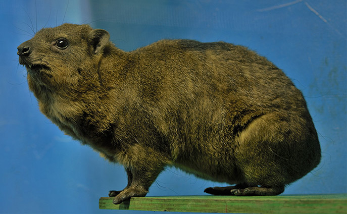 rock hyrax