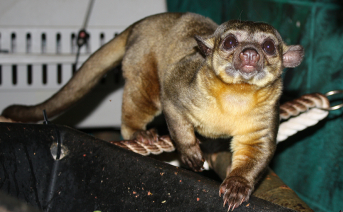 kinkajou
