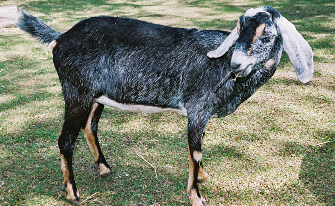 Nubian goat