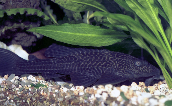 plecostamus