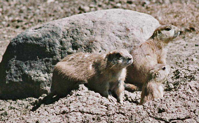 black-tailed prairie dog