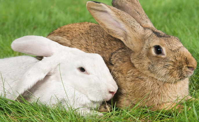 rabbit