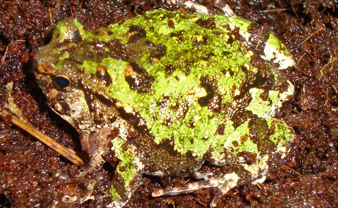 rain frog