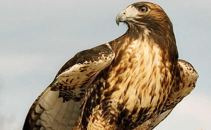 red-tailed hawk