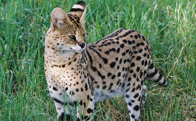 serval cat