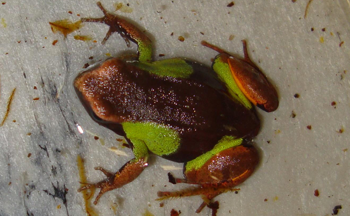 splendid mantella