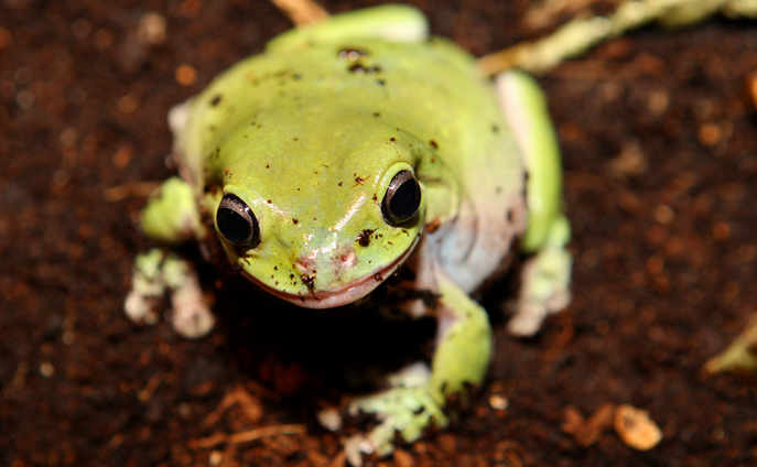 white's tree frog
