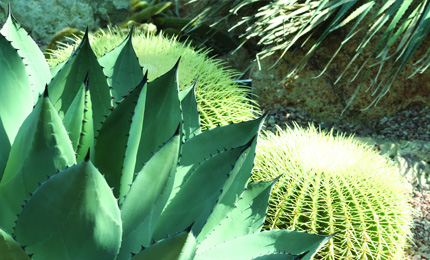 cacti in the arid pyramid