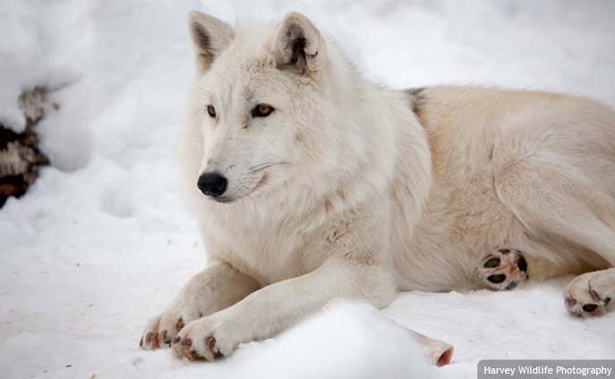 Arctic wolf