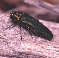 Emerald Ash Borer