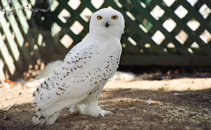 snowy owl