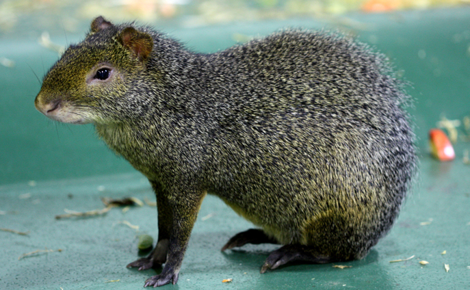 red-rumped agouti