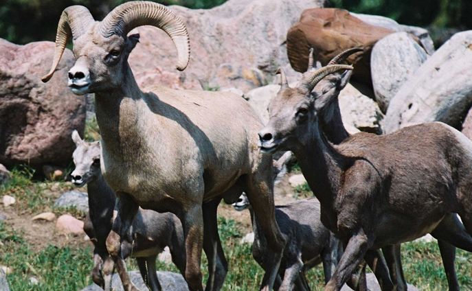 bighorn sheep