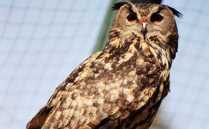 Eurasian eagle owl