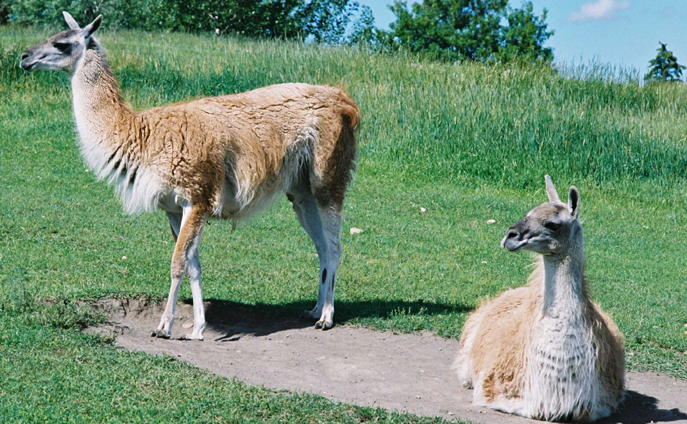 guanacos