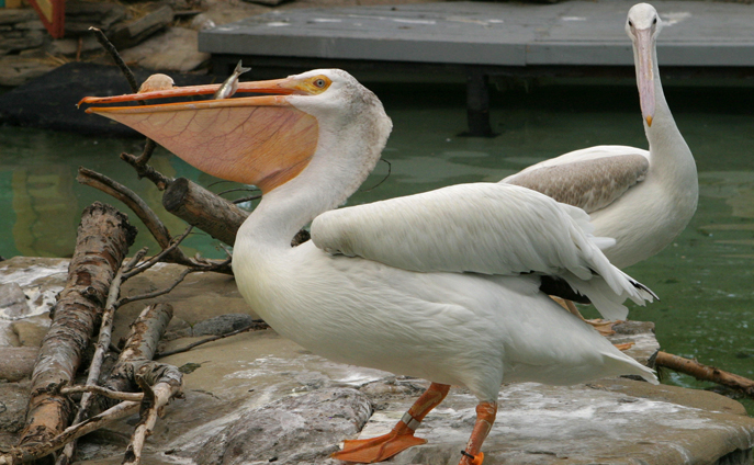 American white pelican