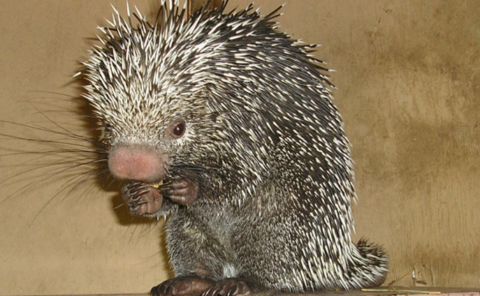 prehensile-tailed porcupine