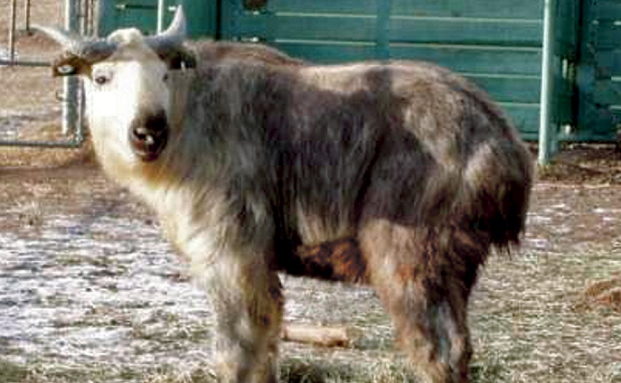 Sichuan takin