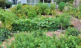 Photo of an edible yard