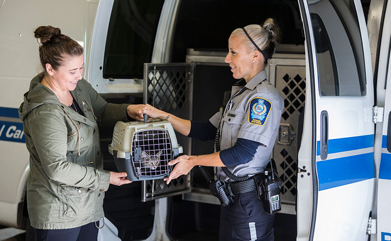 animal care and control officer handing cat carrier to person standing behind an open van