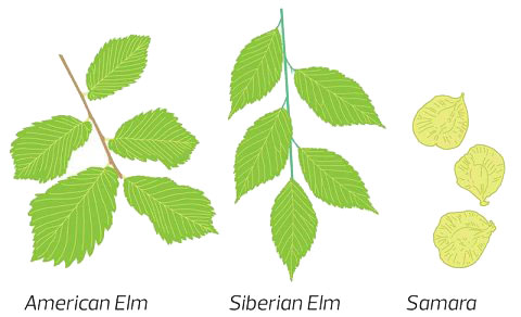 graphic showing the different shapes of elm leaves depending on the type of tree