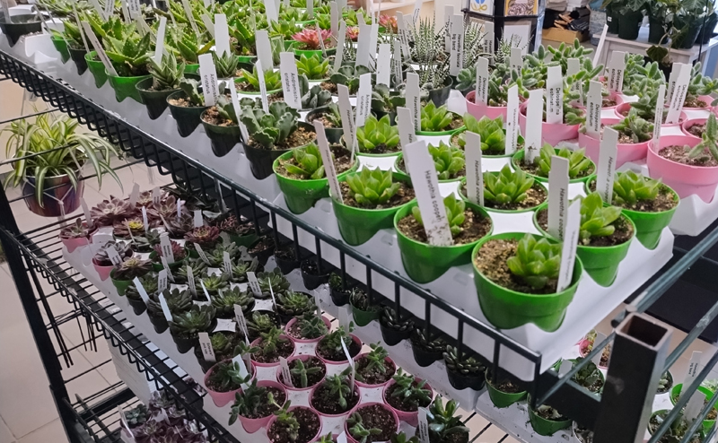 Shelves full of various small plants.
