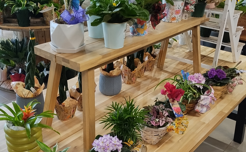 Shelves full of various ornate plants.