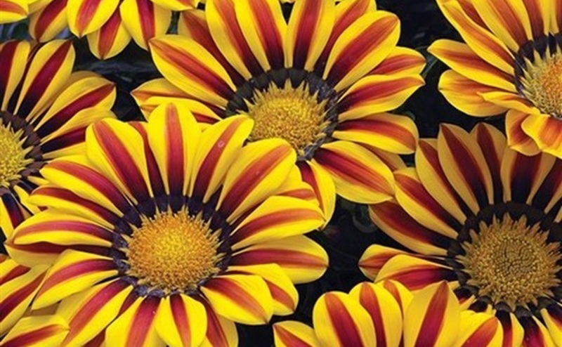 Gazania big kiss yellow flame flowers