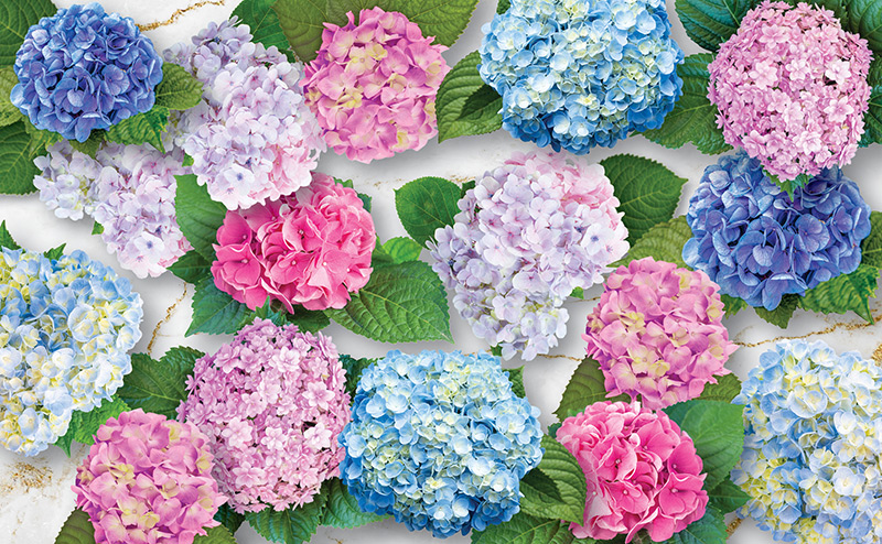 multicoloured flower blooms